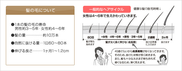 髪や頭皮の仕組み 髪の悩み ネイチャー生活倶楽部 ホームページ 公式